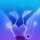 深夜直播电脑版 v1.0 官方PC版