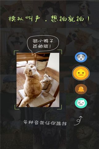 萌宠相机解锁版app